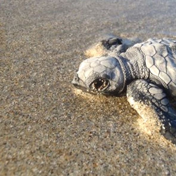 Observar tortugas – MANZANILLO, AVENTURA Y ECOTURISMO